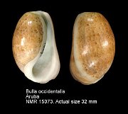 Bulla occidentalis